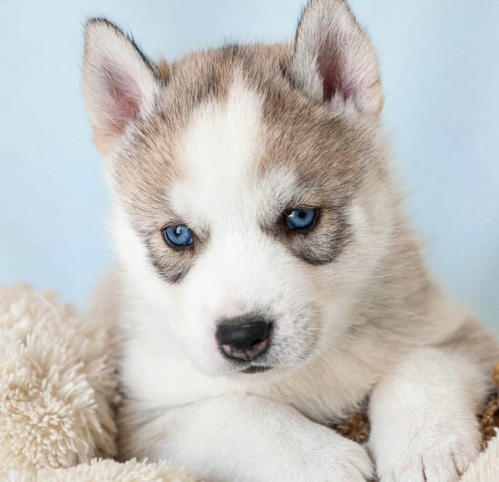 14 Photos Of Husky Puppies That Will Make You Smile | Page 2 of 5 | The ...