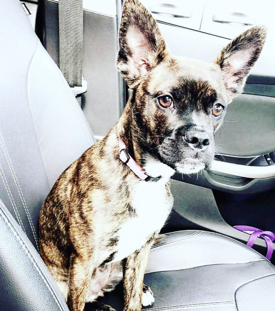 14 Boston Terrier Mixes That Will Steal Your Heart | The Paws