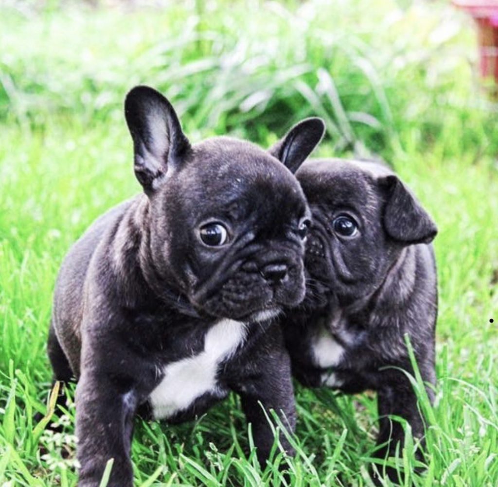 34 Best Images French Bulldog Health Issues / French Bulldog Health Issues | French Bulldog Puppies