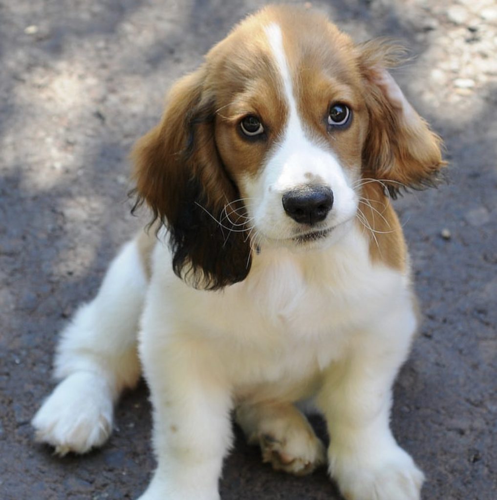 basset hound mix puppies