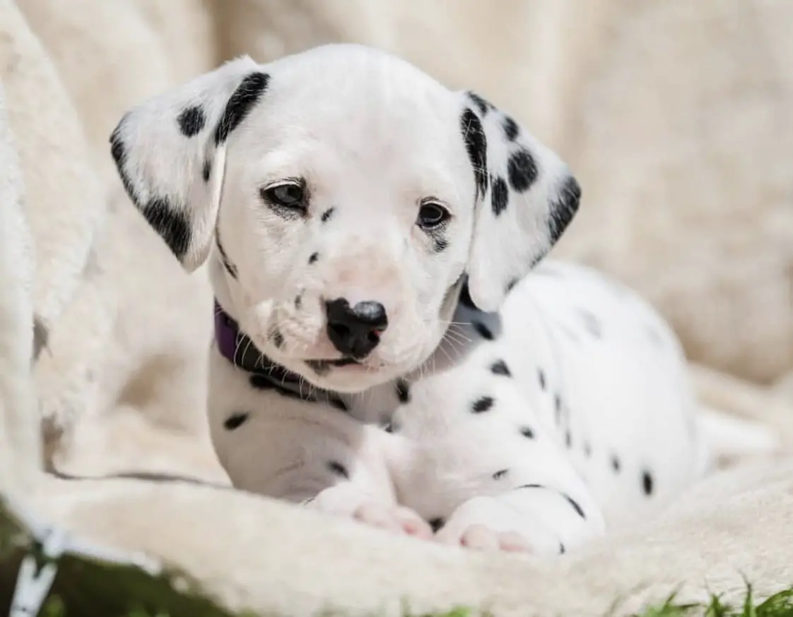 14 Photos That Prove That Dalmatian Puppies are the Cutest! The Paws