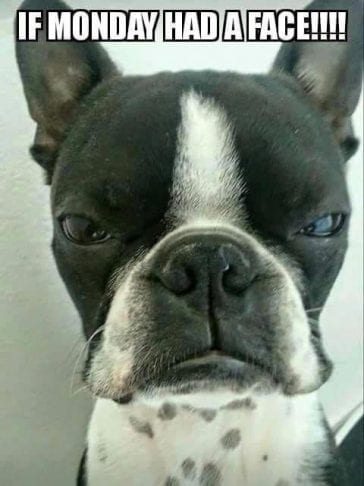 14 Funniest Boston Terrier Memes | The Paws