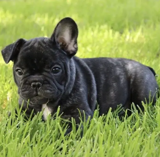 14 Amazing Facts That All French Bulldog Lovers Must Know! | The Paws