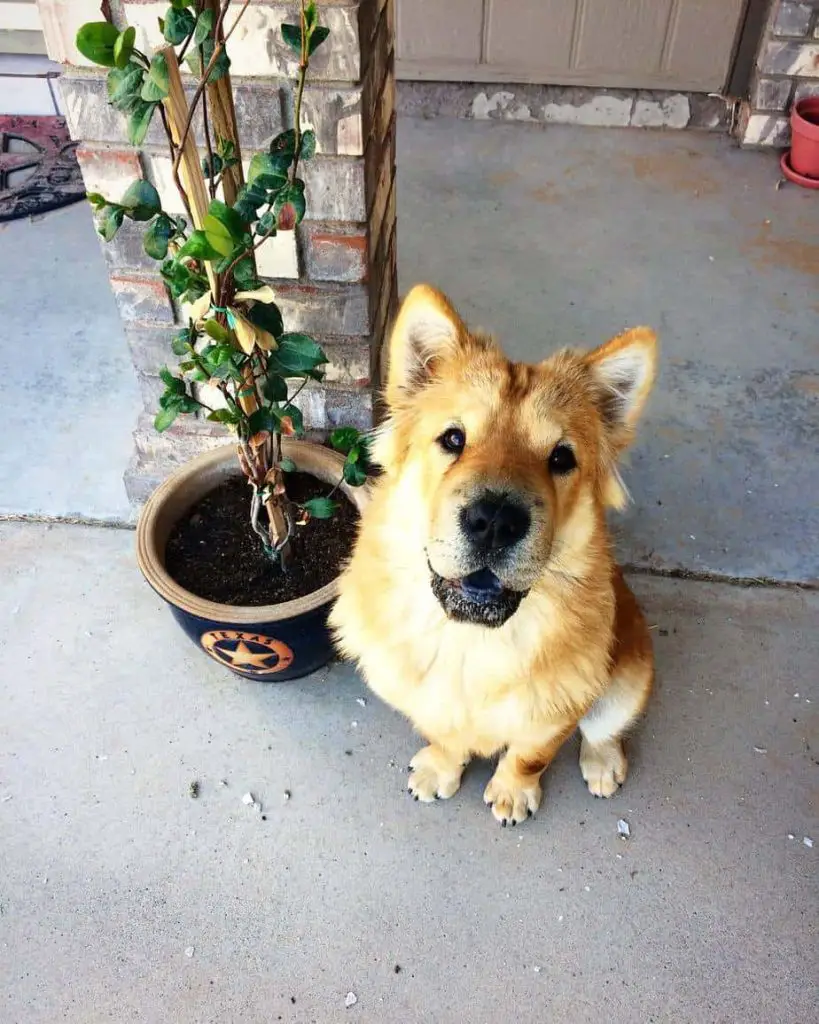 chow chow and bulldog mix