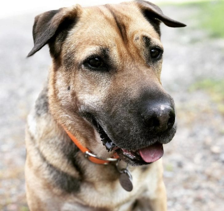 14 Unreal Shar Pei Mixes That You Must See To Believe