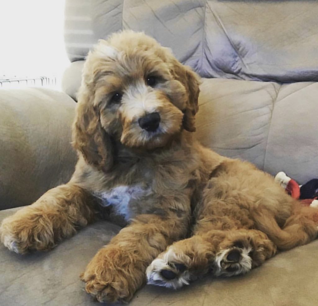 14 Amazing Poodle Mixes That You Must See To Believe The Paws