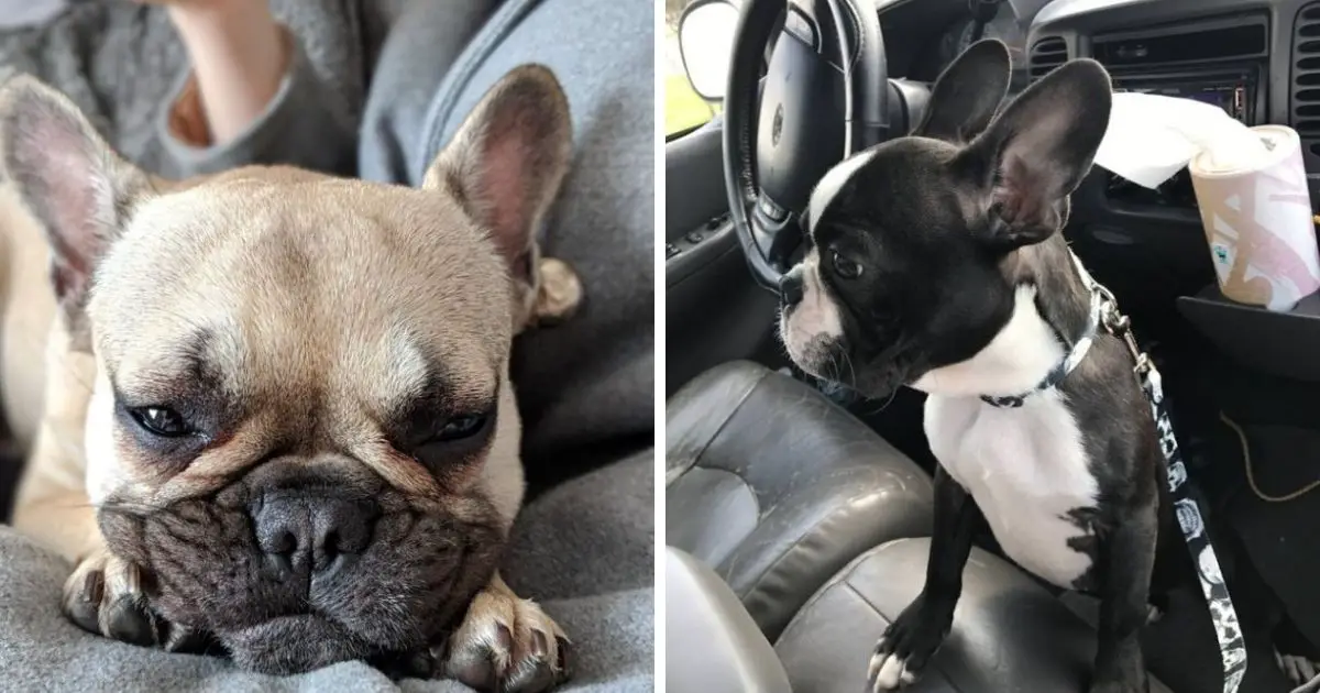 14 Key Points And Tips For French Bulldog Owners - The Paws