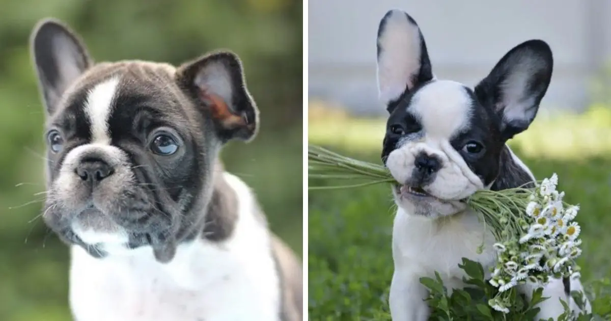 14 Amazing Facts That All French Bulldog Lovers Must Know! - The Paws