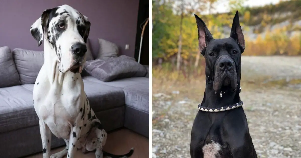 14 Incredible Facts About Great Danes That You Didn T Know The Paws