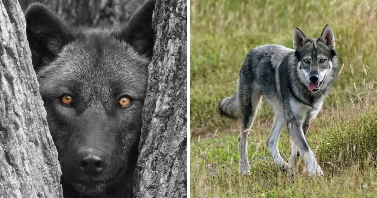15 Stunning Wolf Facts - The Paws