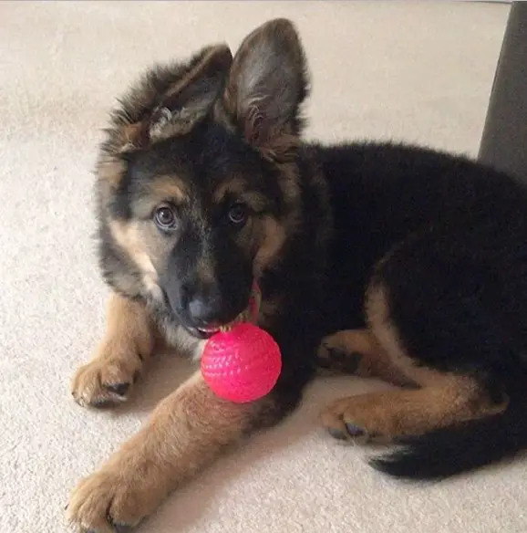 A German Shepherd puppy lying on the floor with its chew toy in its mouth