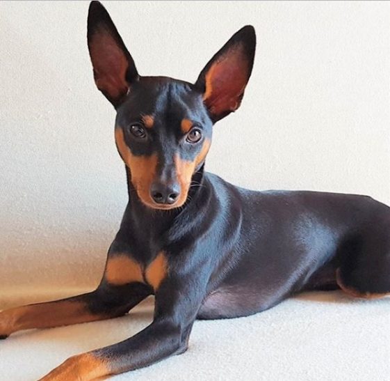 14 Tips For Beginners On Training A Miniature Pinscher | The Paws