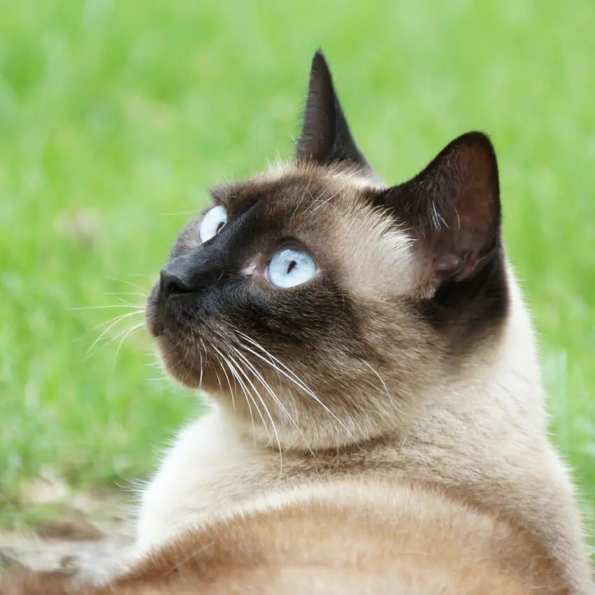siamese cats nocturnal