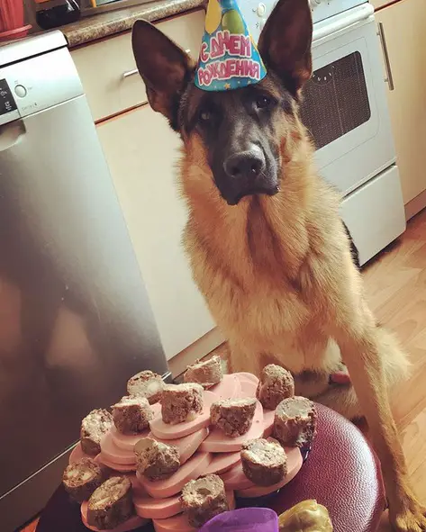 14 Funny German Shepherd Pictures That Will Make You Smile - The Paws