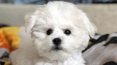 10 Problems Only Bichon Frise Owners Will Understand | The Paws