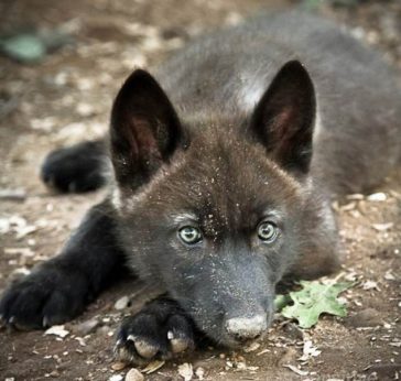 Black Wolf Names - The Ultimate List (75 Ideas!) - The Paws