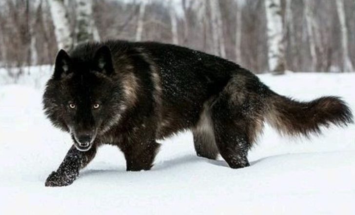 black-wolf-names-the-ultimate-list-75-ideas-the-paws