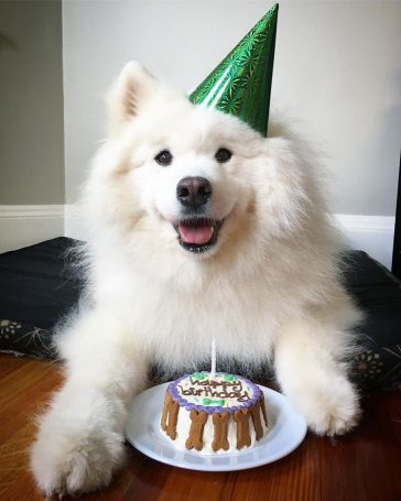 The 15 Happiest Samoyed Dogs Will Make Your Day | Page 3 of 5 | The Paws