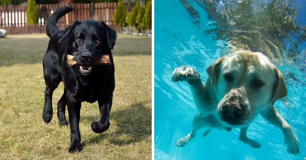 Top 15 Characteristics of Labrador Retrievers - The Paws