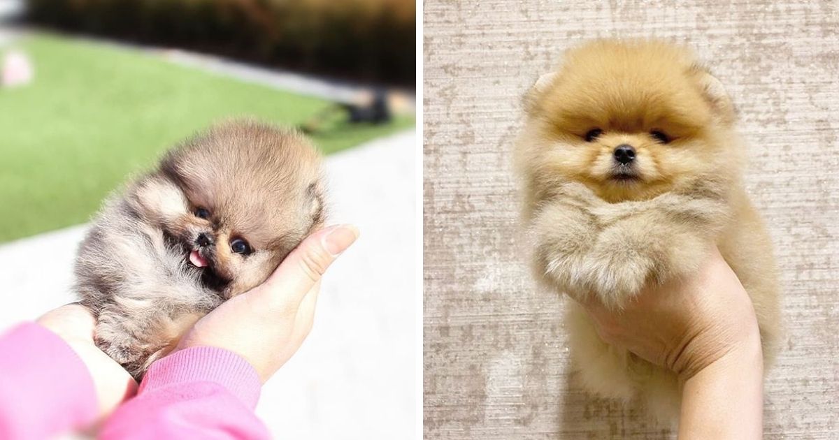 15 Pomeranians Who Have More Energy Than You - The Paws