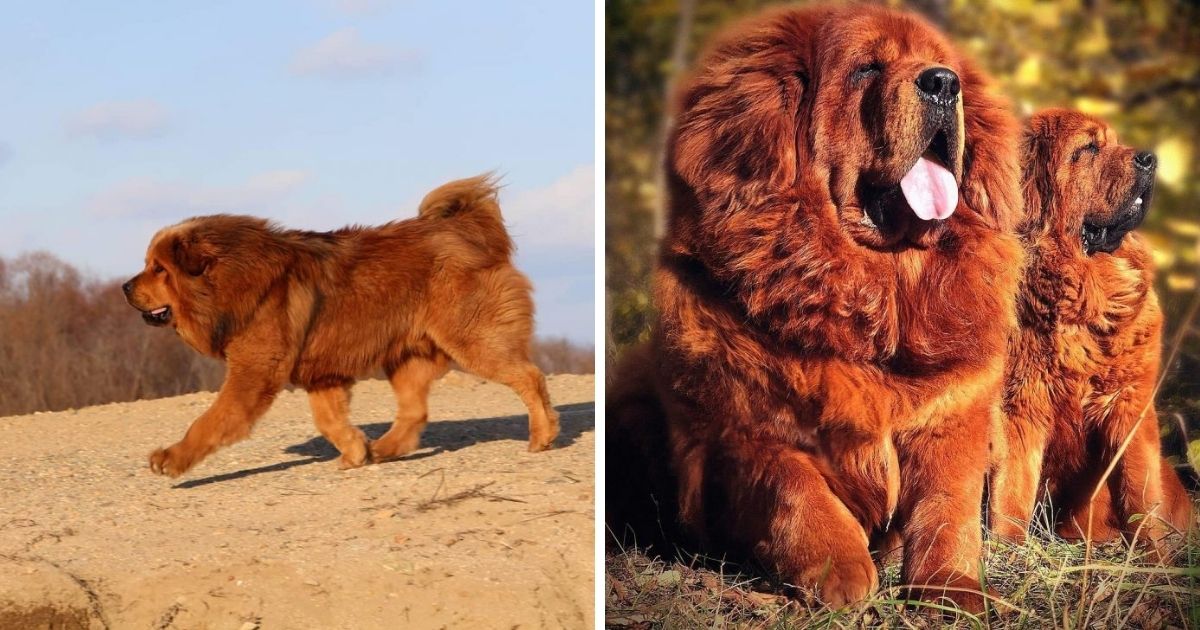 7 Сommands That You Need To Teach A Tibetan Mastiff - The Paws