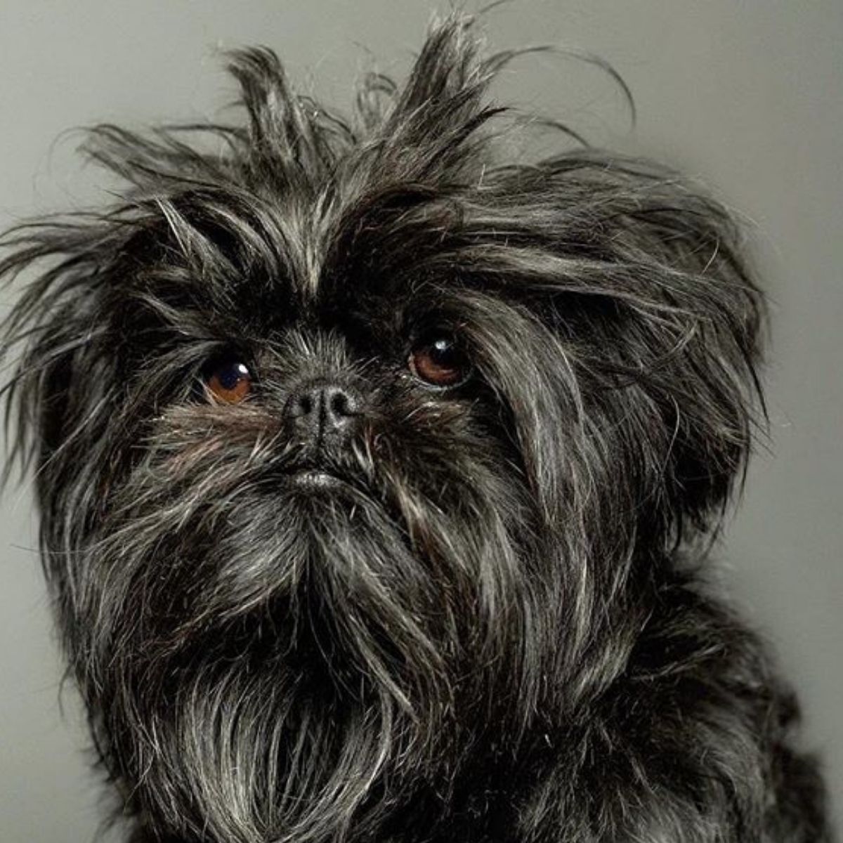 14 Things You Didn’t Know About the Affenpinscher - The Paws