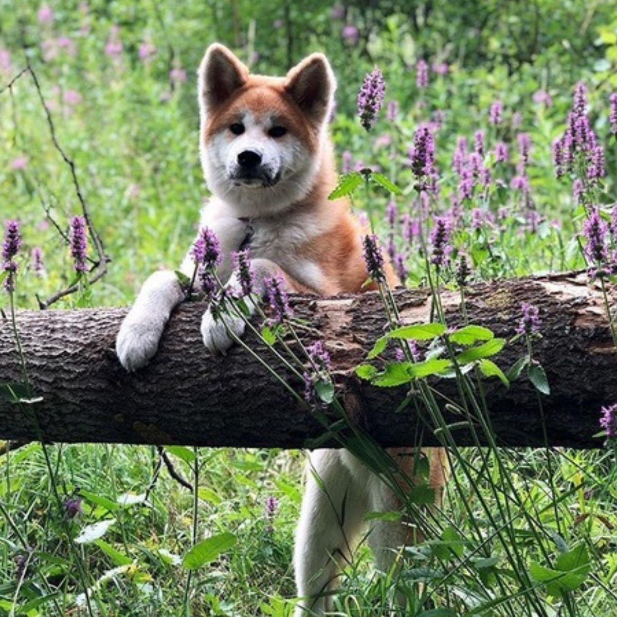 14 Reasons to Own Akitas - The Paws