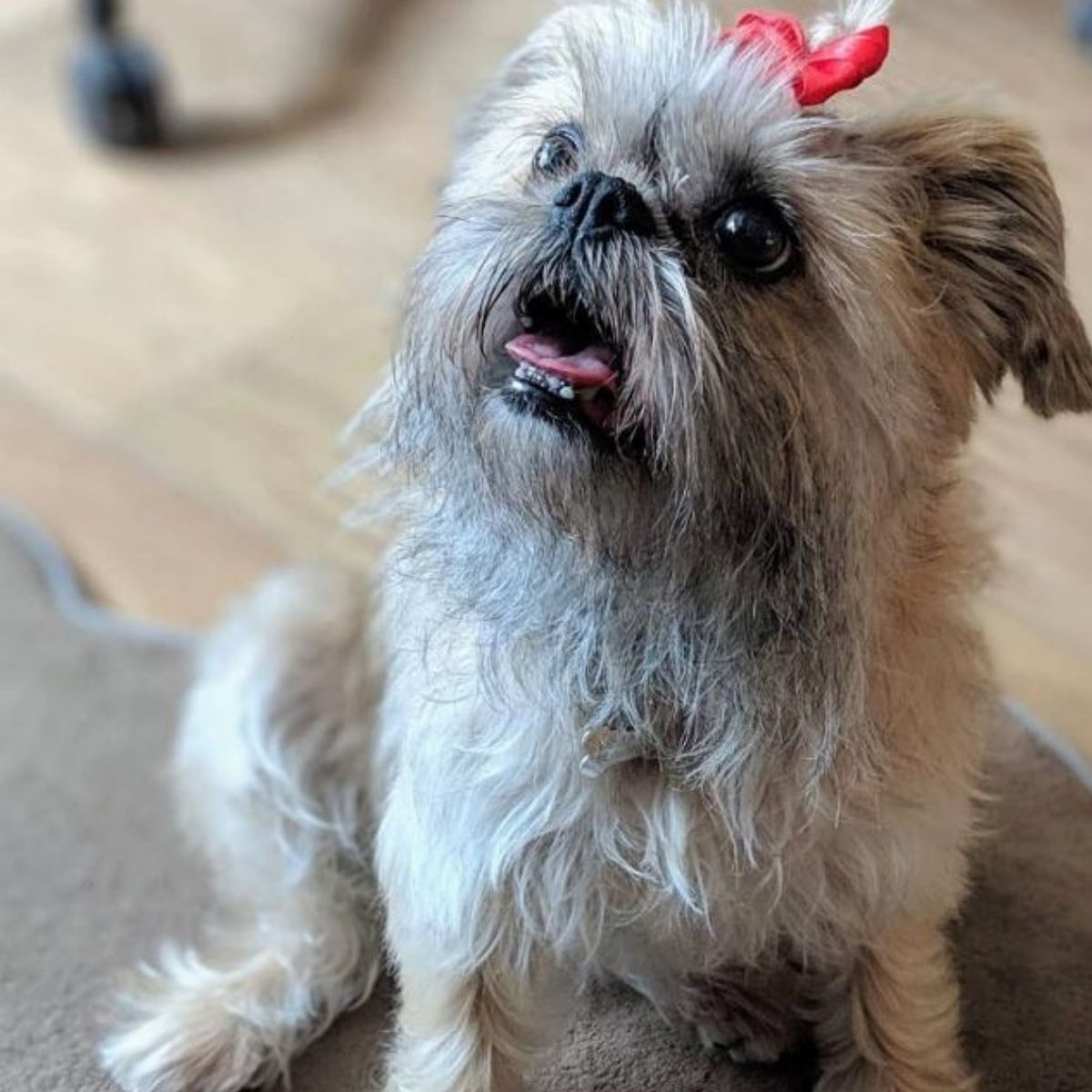 16 Reasons Why You Should Own Brussels Griffons - The Paws