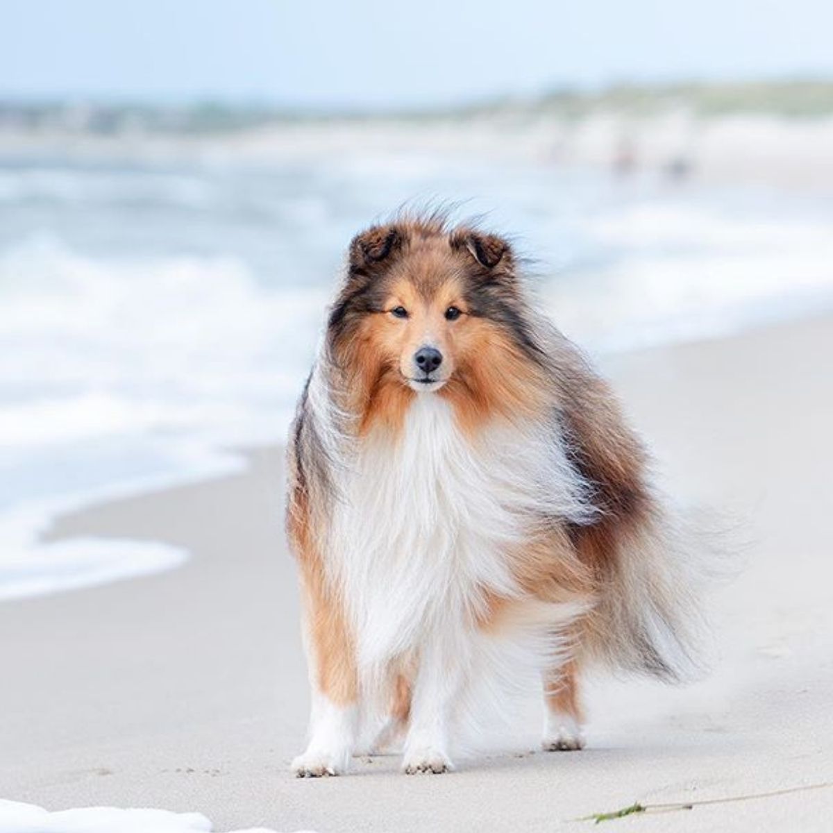 14 Cute Shelties You'll Have to See to Believe - The Paws