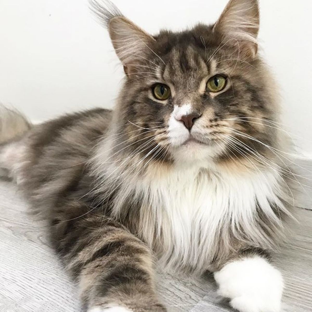 14 Huge Facts About Maine Coons - The Paws