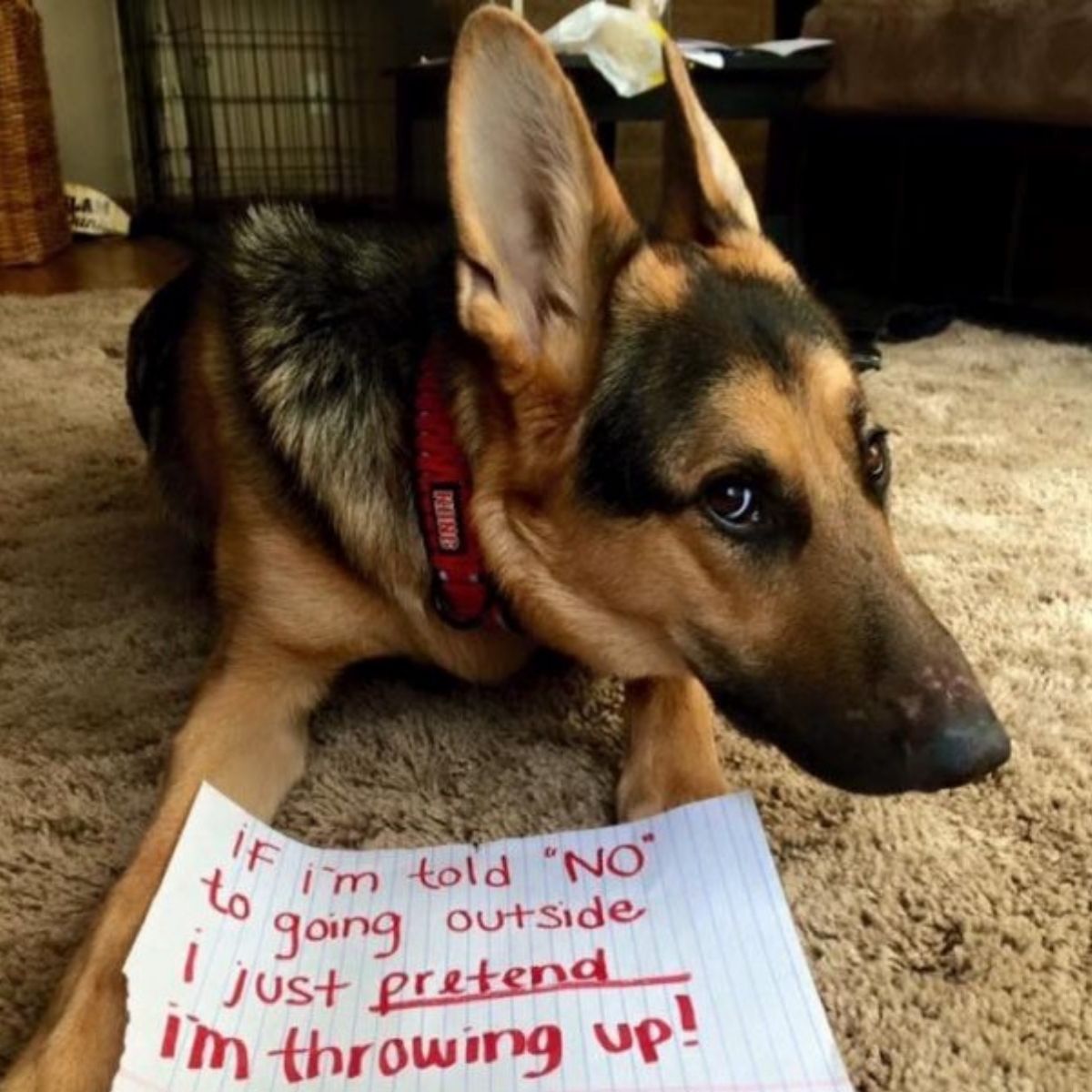 14 Shaming But Cute Pictures of German Shepherds - The Paws