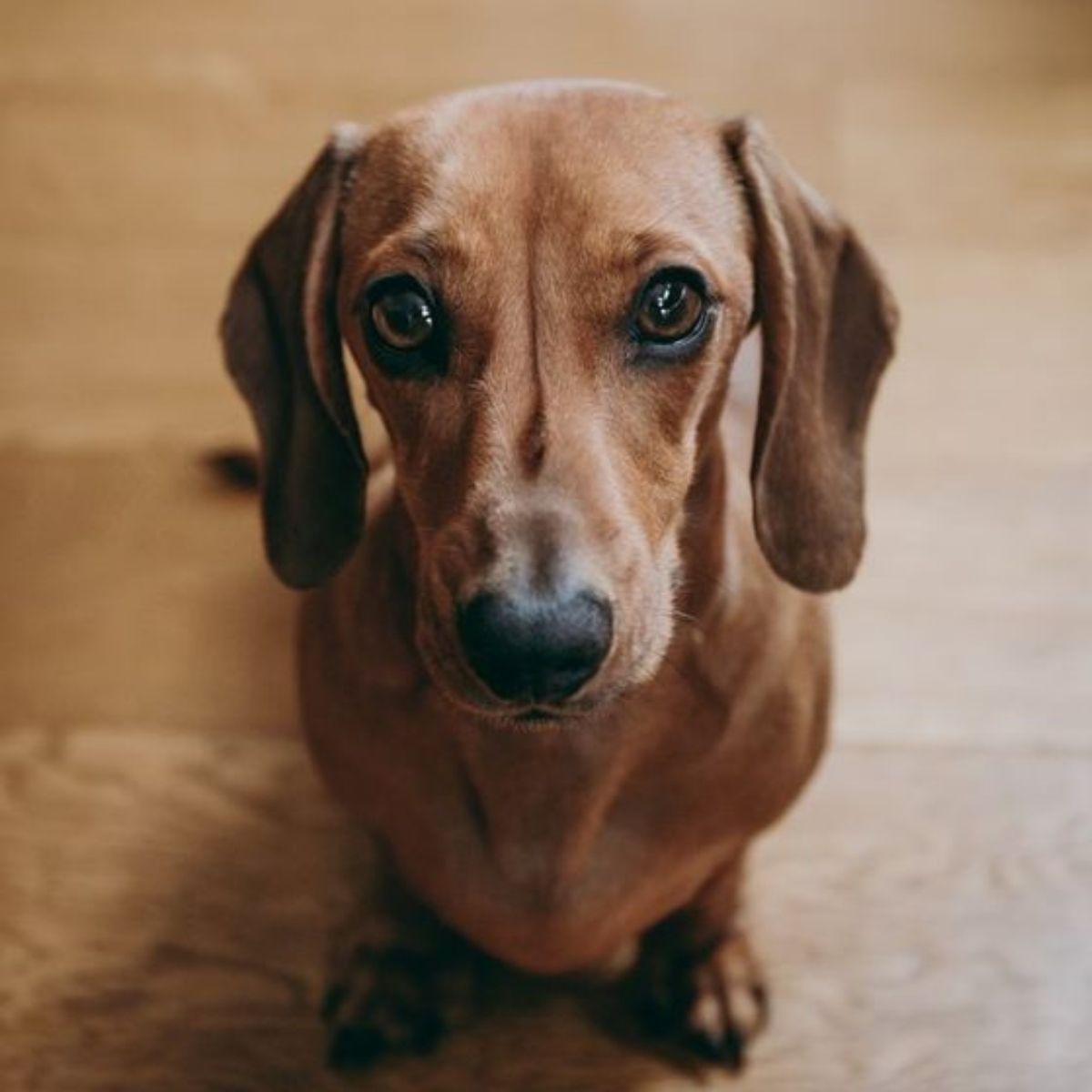 15 Surprising Facts You Probably Don’t Know About Dachshunds - The Paws