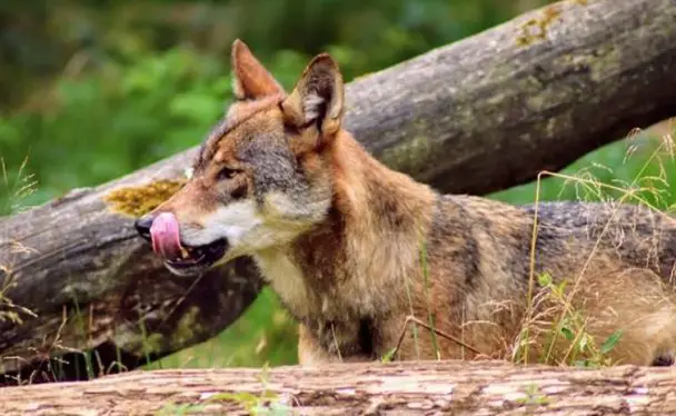 The Best Female Wolf Names – Over 140 Cool Ideas - The Paws