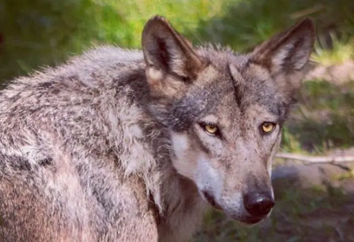 Native American Wolf Names with Meanings - 30 Inspiring Ideas - The Paws