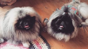 18 Best Pekingese Haircuts For Dog Lovers The Paws