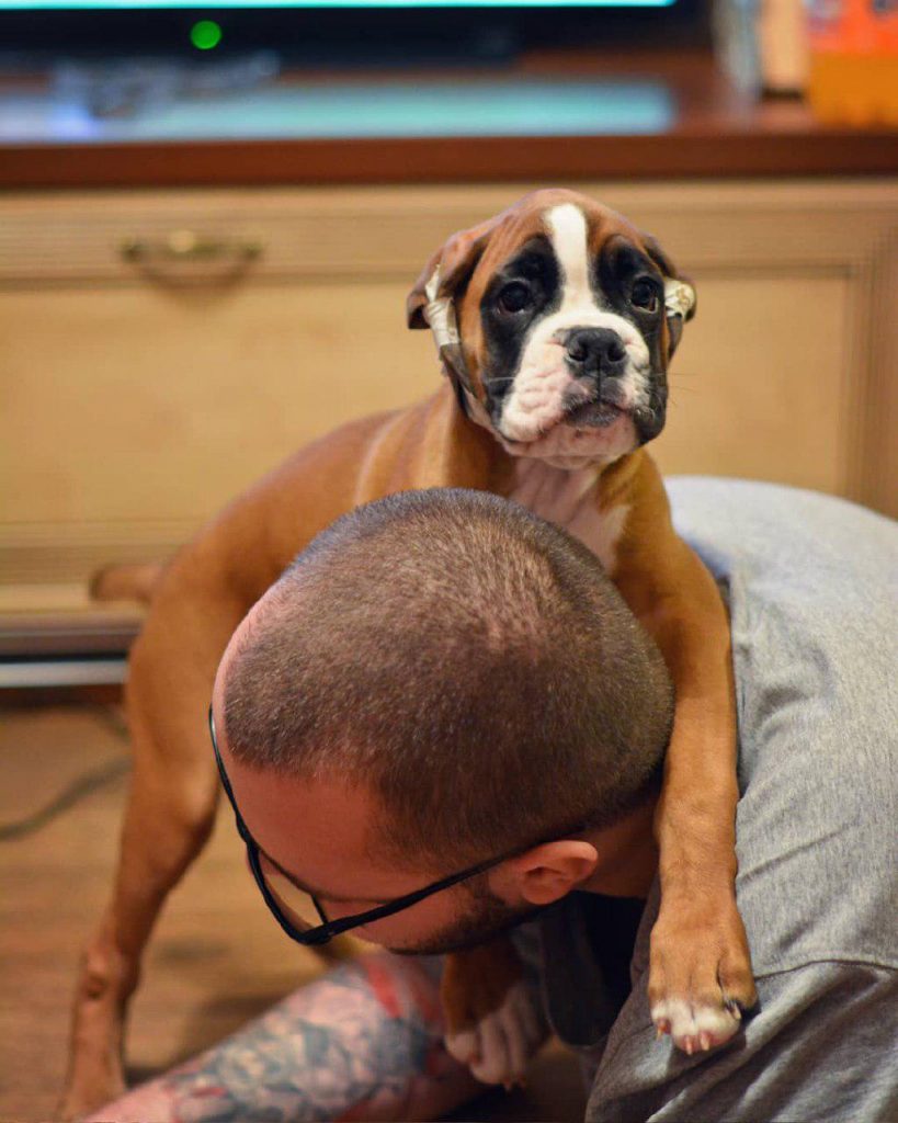 14-reasons-why-boxers-are-the-most-friendly-dogs-page-3-of-5-the-paws