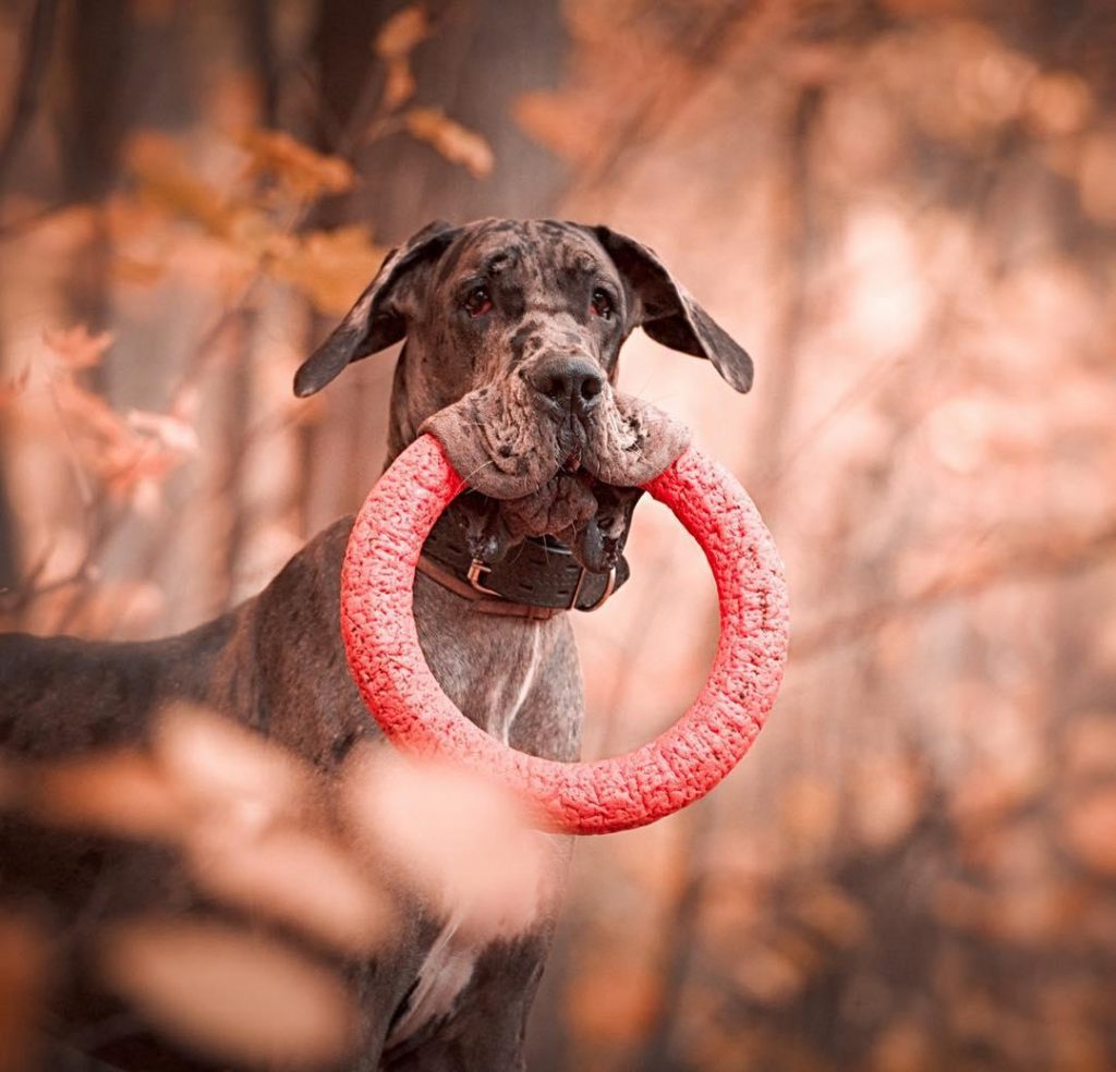 14 Incredible Facts About Great Danes That You Didn’t Know The Paws