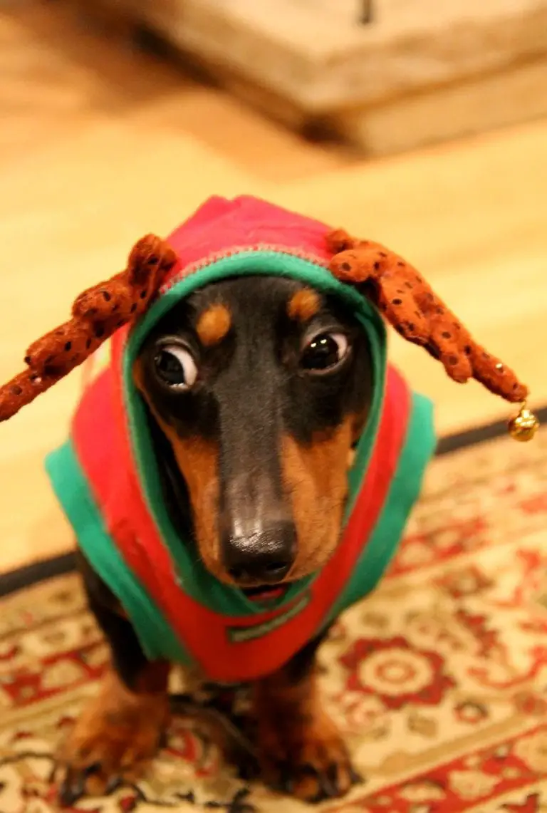 14 Best Costumes for Dachshunds | The Paws