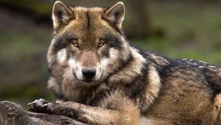 native-american-wolf-names-with-meanings-30-inspiring-ideas-the-paws