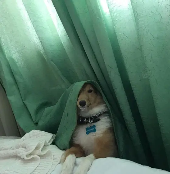 A Shetland Sheepdog on the bed with a curtain over its head