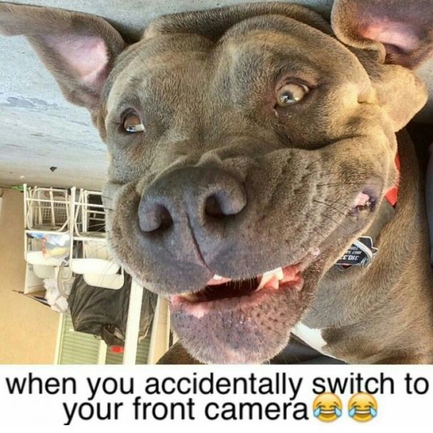 15 Best Pitbull Memes You Should Send To Your Friends Right Now | The Paws