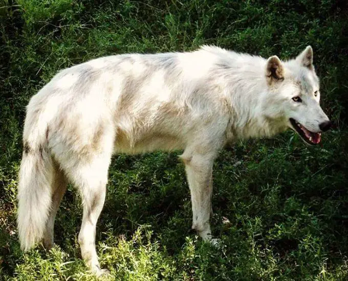 White Wolf Names: 60 Best Names for White Wolves - The Paws