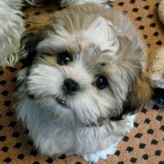 A Havanese sitting on the floor with its begging face