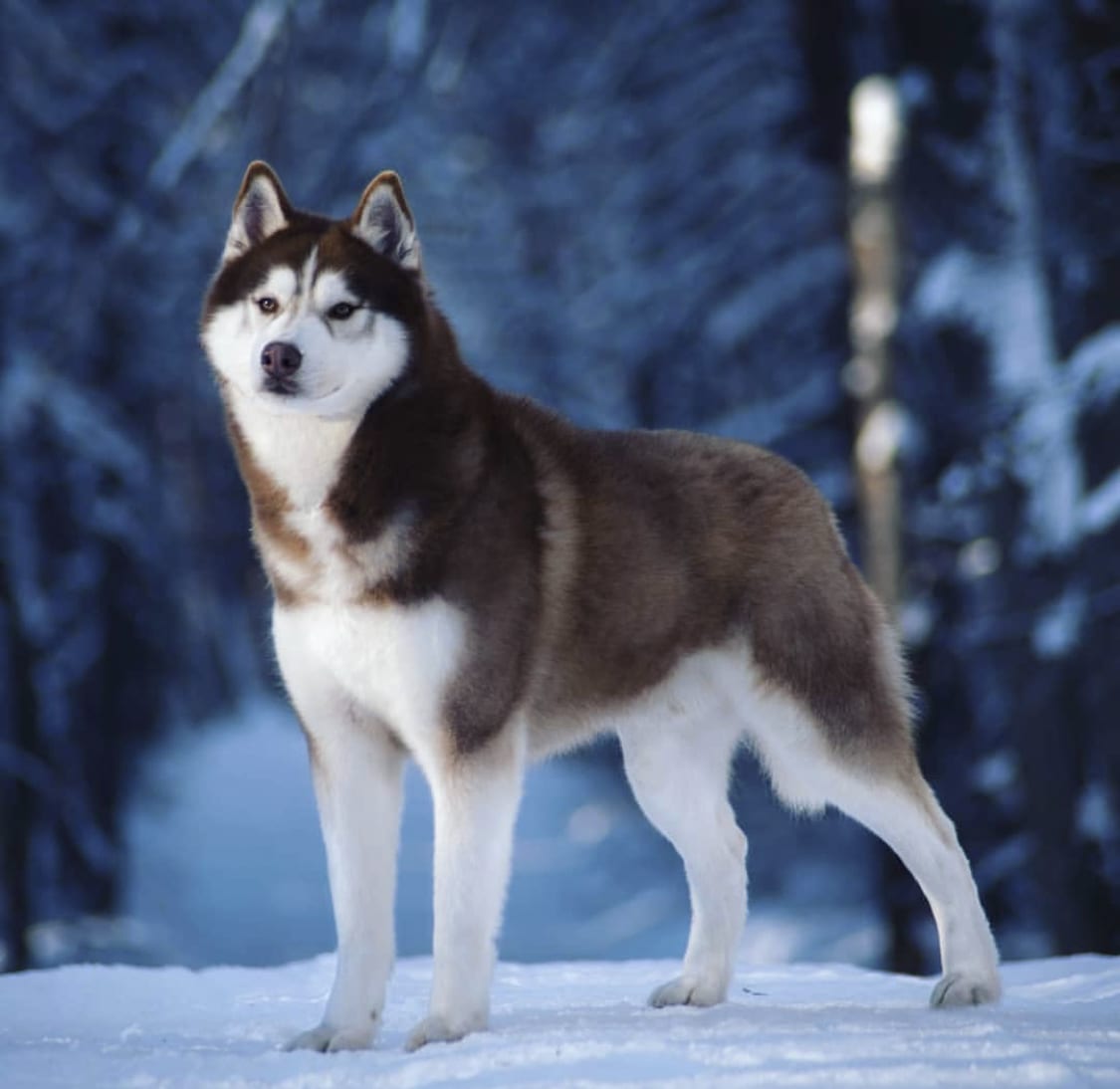 14 Reasons You Should Avoid Huskies At All Costs - The Paws