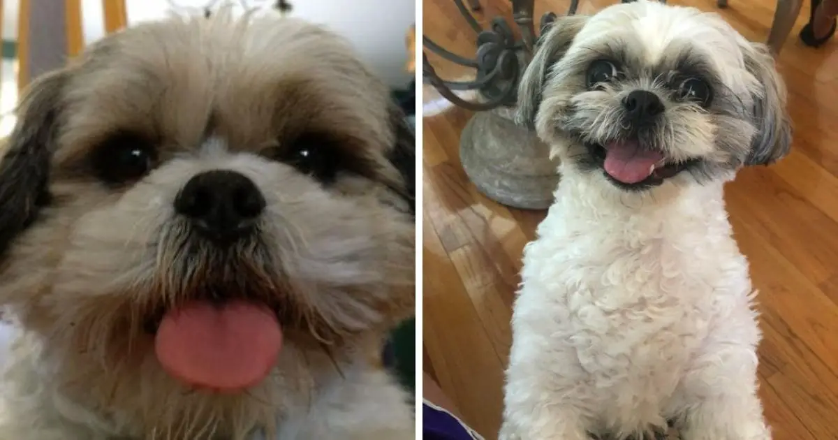 14 Cool Facts You Didn’t Know About the Shih Tzu - The Paws