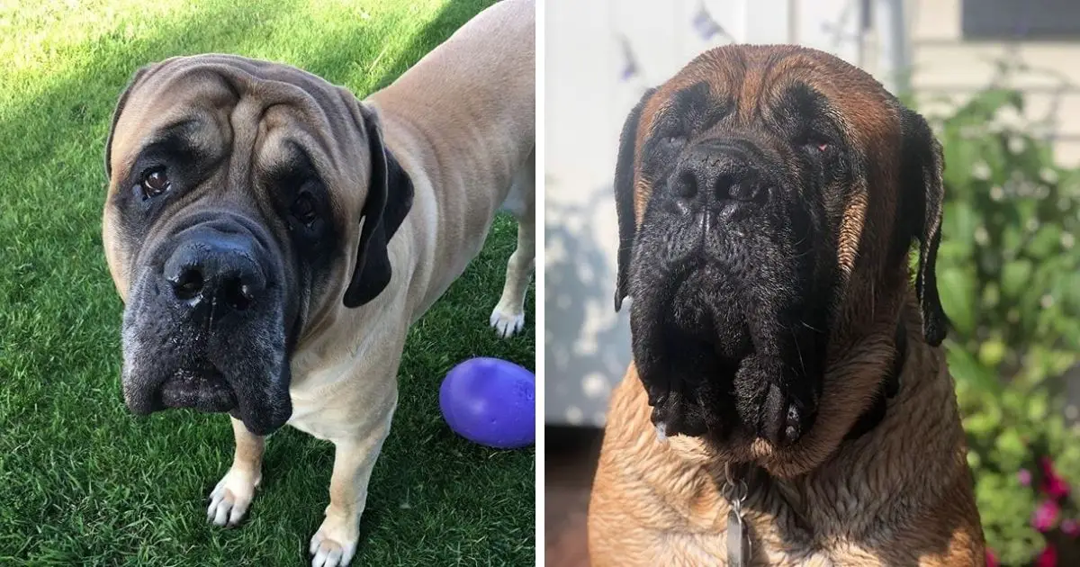 what is the best supplement for english mastiffs