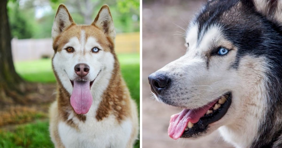 the-15-most-popular-siberian-husky-names-of-the-year-the-paws