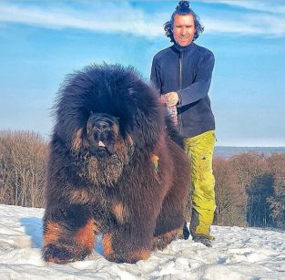 14 Interesting Facts About The Tibetan Mastiff – The Paws