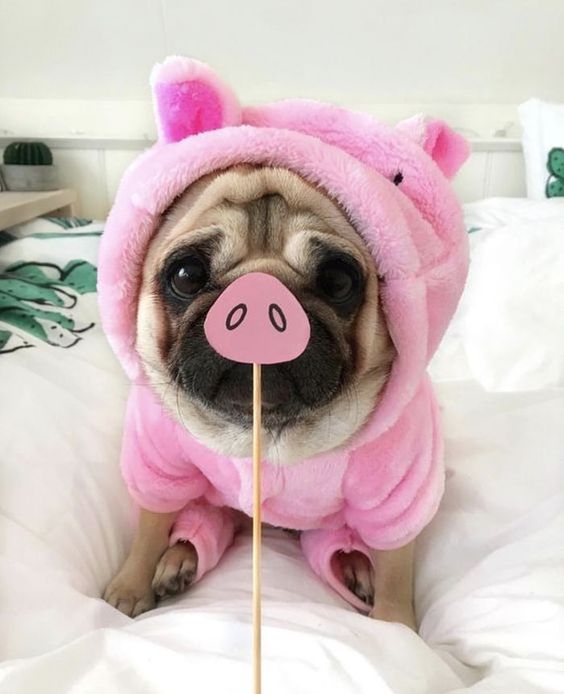 14 Reasons Why Pugs Are The Most Majestic Creatures On Earth - The Paws