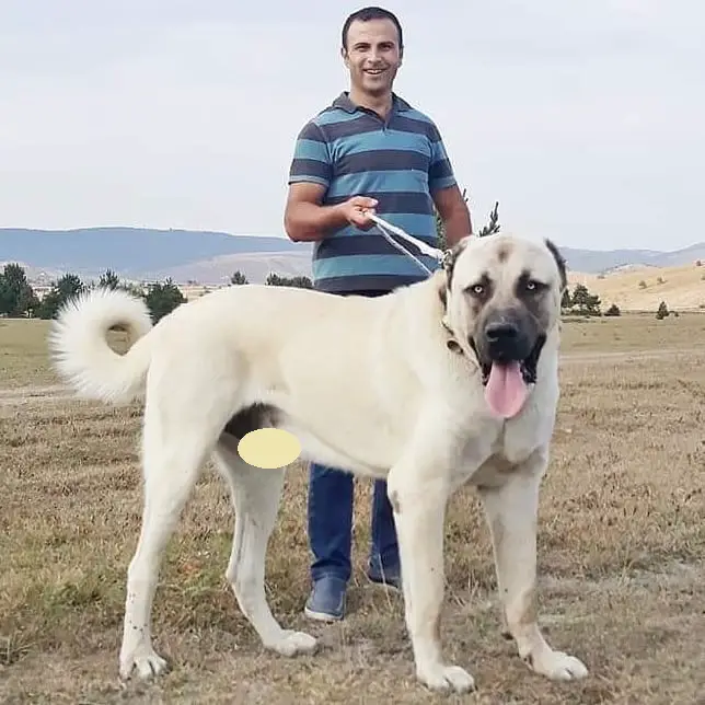 turkish anatolian shepherd dogs